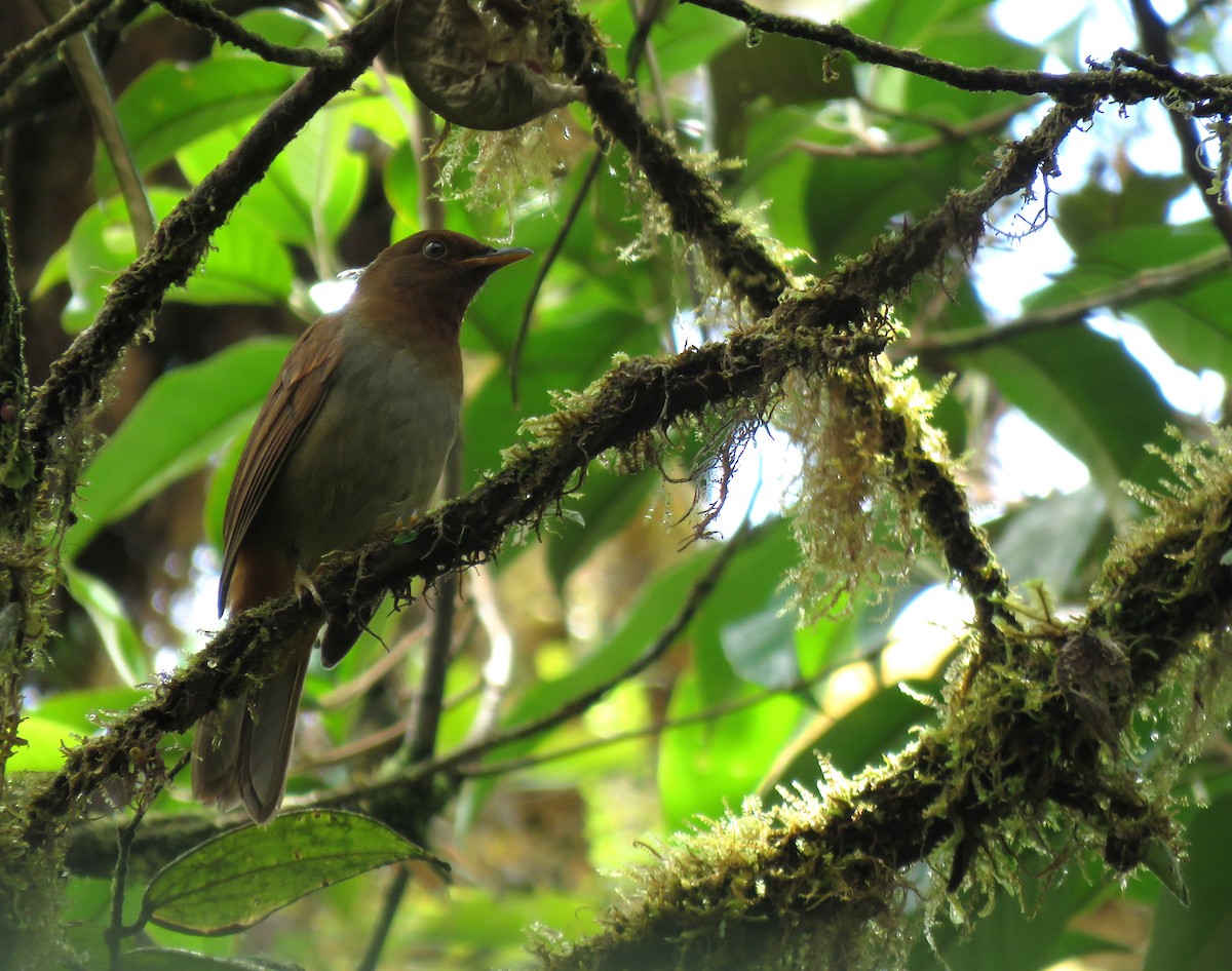 Rufous-brown Solitaire (Chestnut-throated) - ML600266661