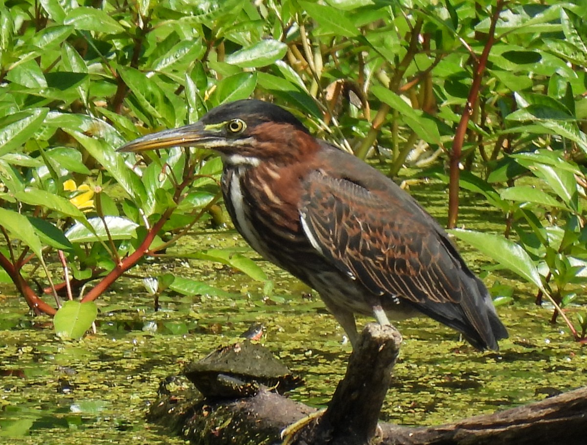 Green Heron - ML600267071