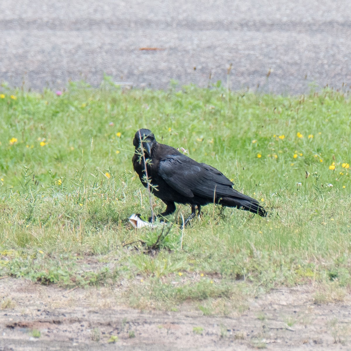 Common Raven - Daria Semenova