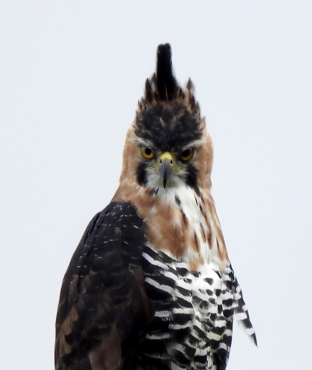Ornate Hawk-Eagle - Anonymous
