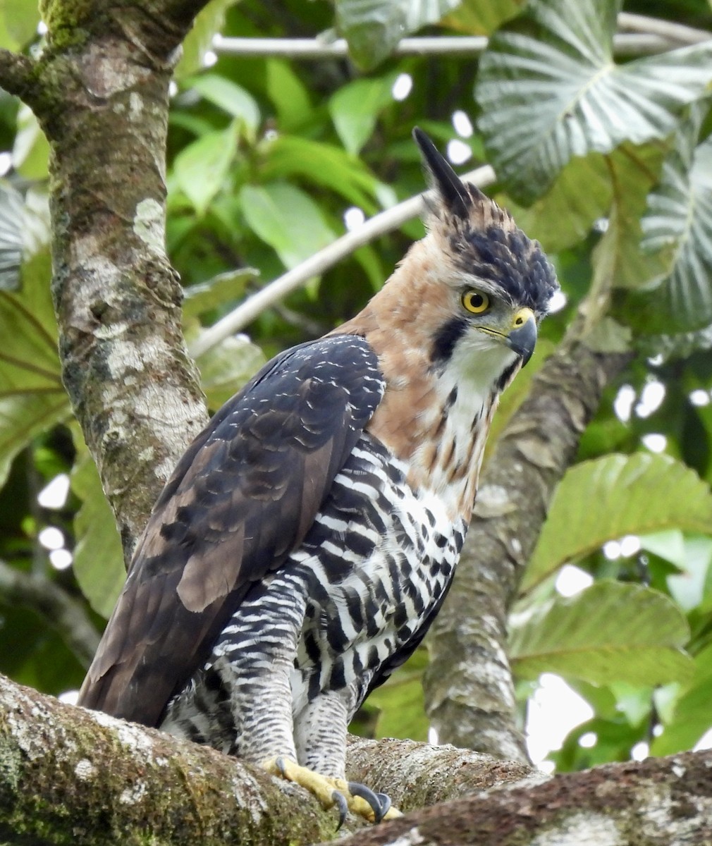 Ornate Hawk-Eagle - Anonymous