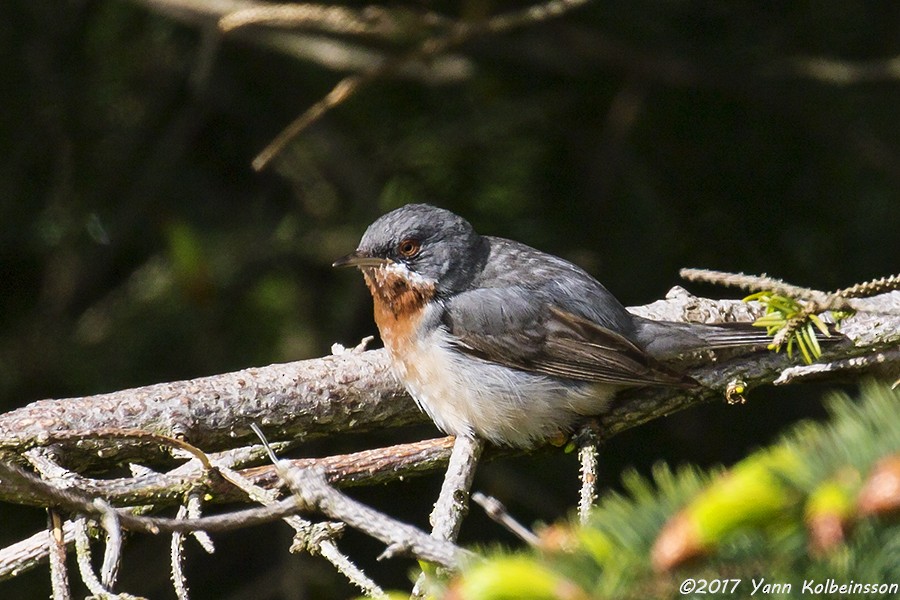 Eastern Subalpine Warbler - ML60026771