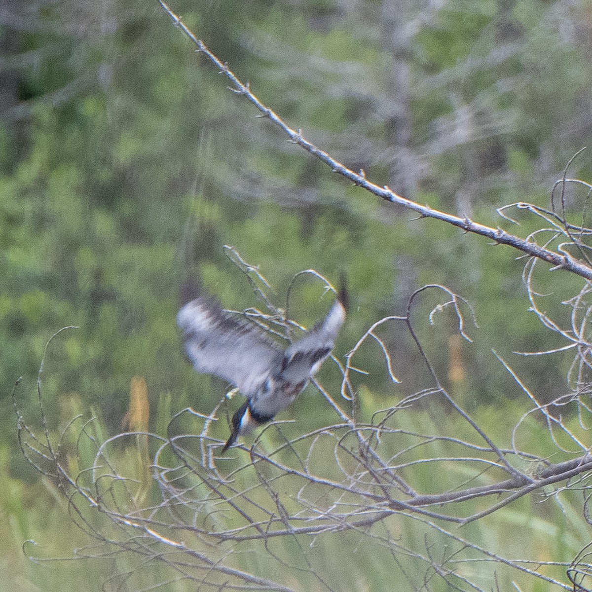 Belted Kingfisher - Daria Semenova