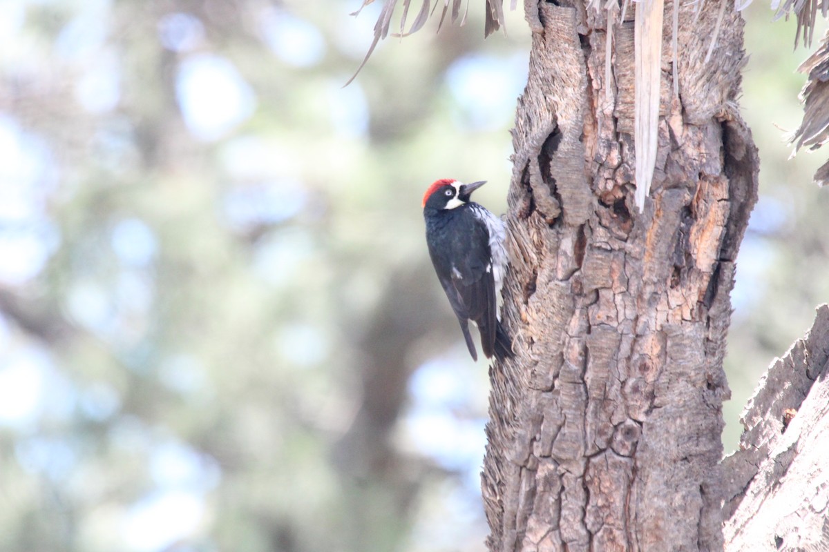 Acorn Woodpecker - ML600268381