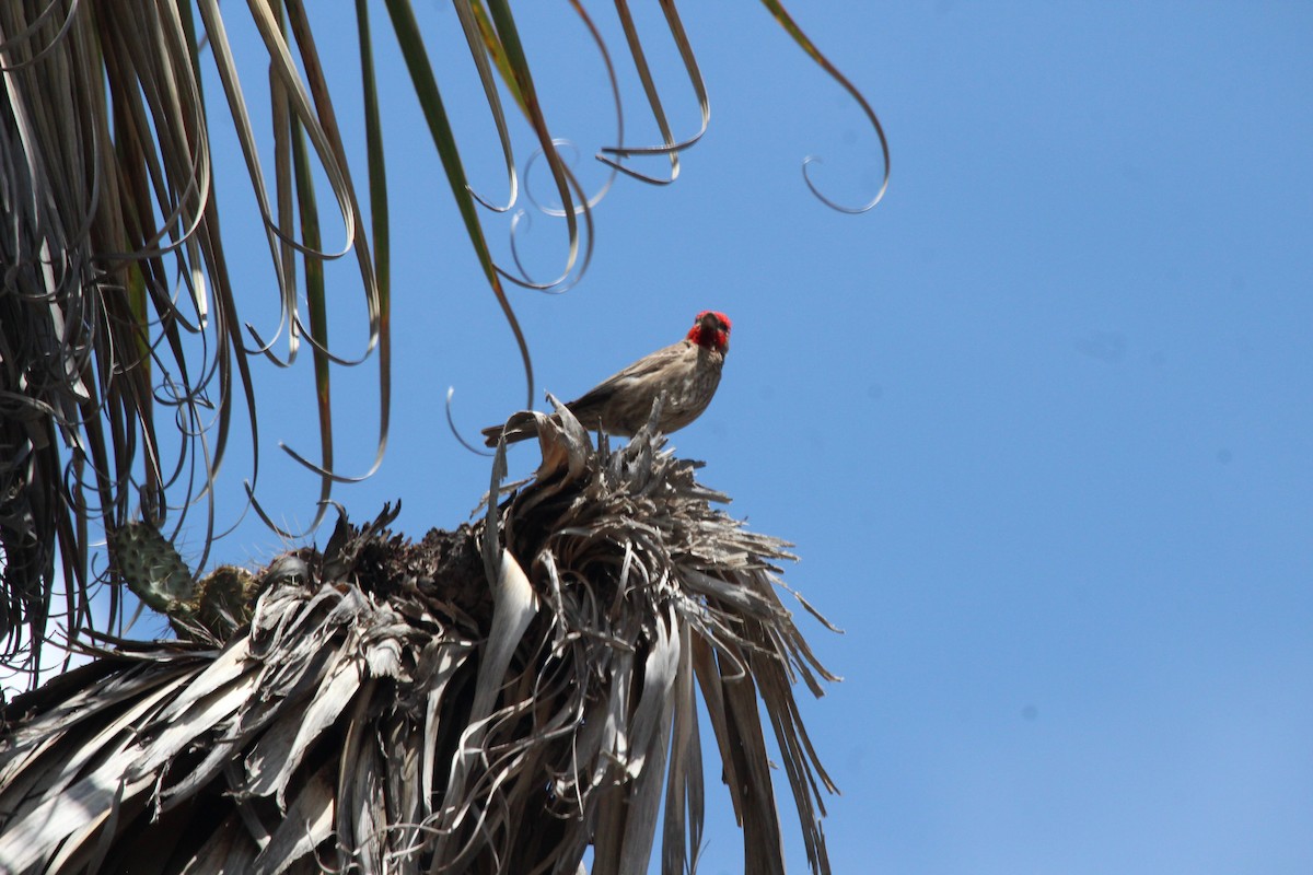 House Finch - ML600268421