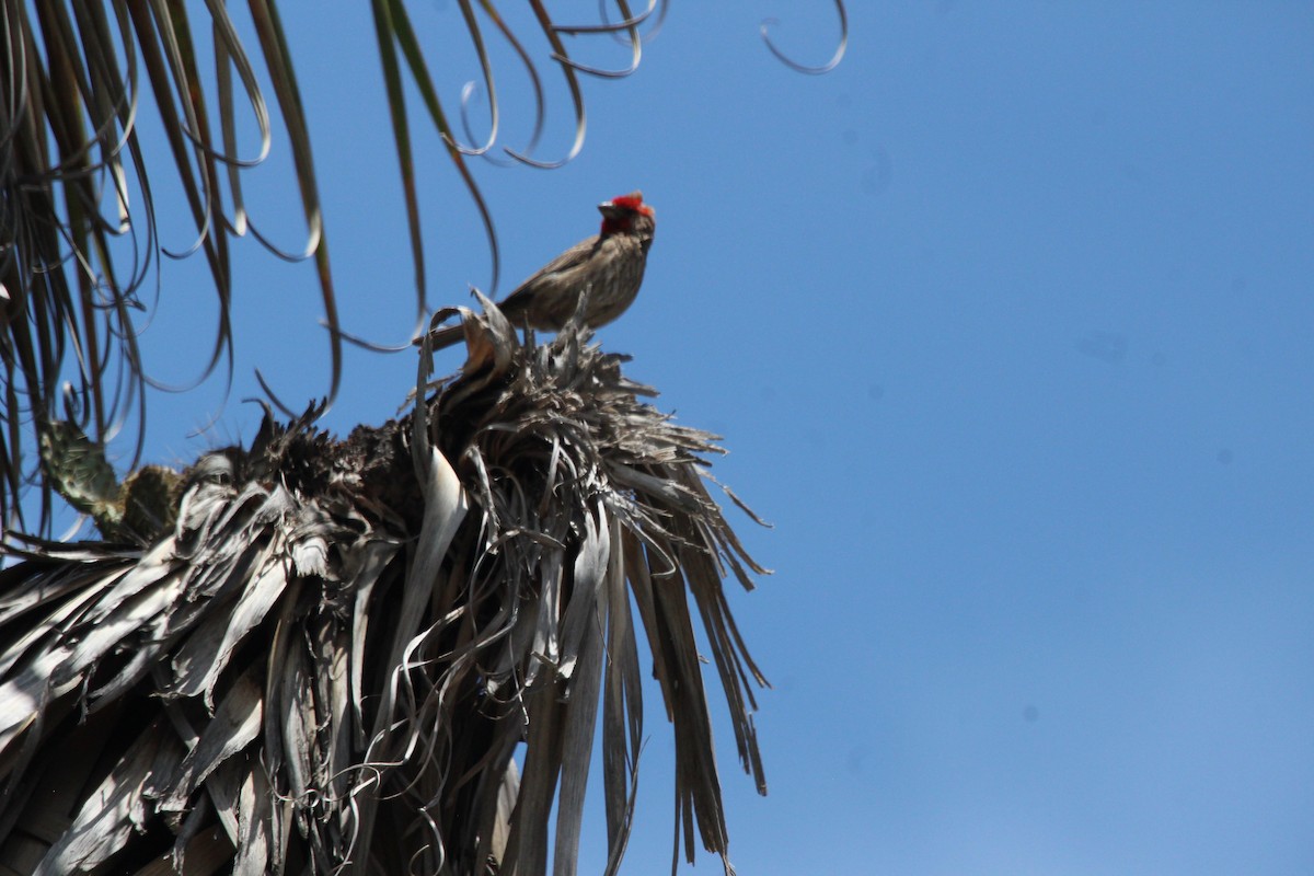 House Finch - César Lezama García