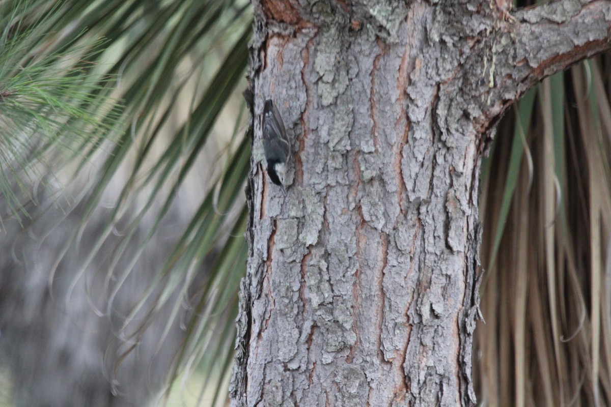 White-breasted Nuthatch - César Lezama García