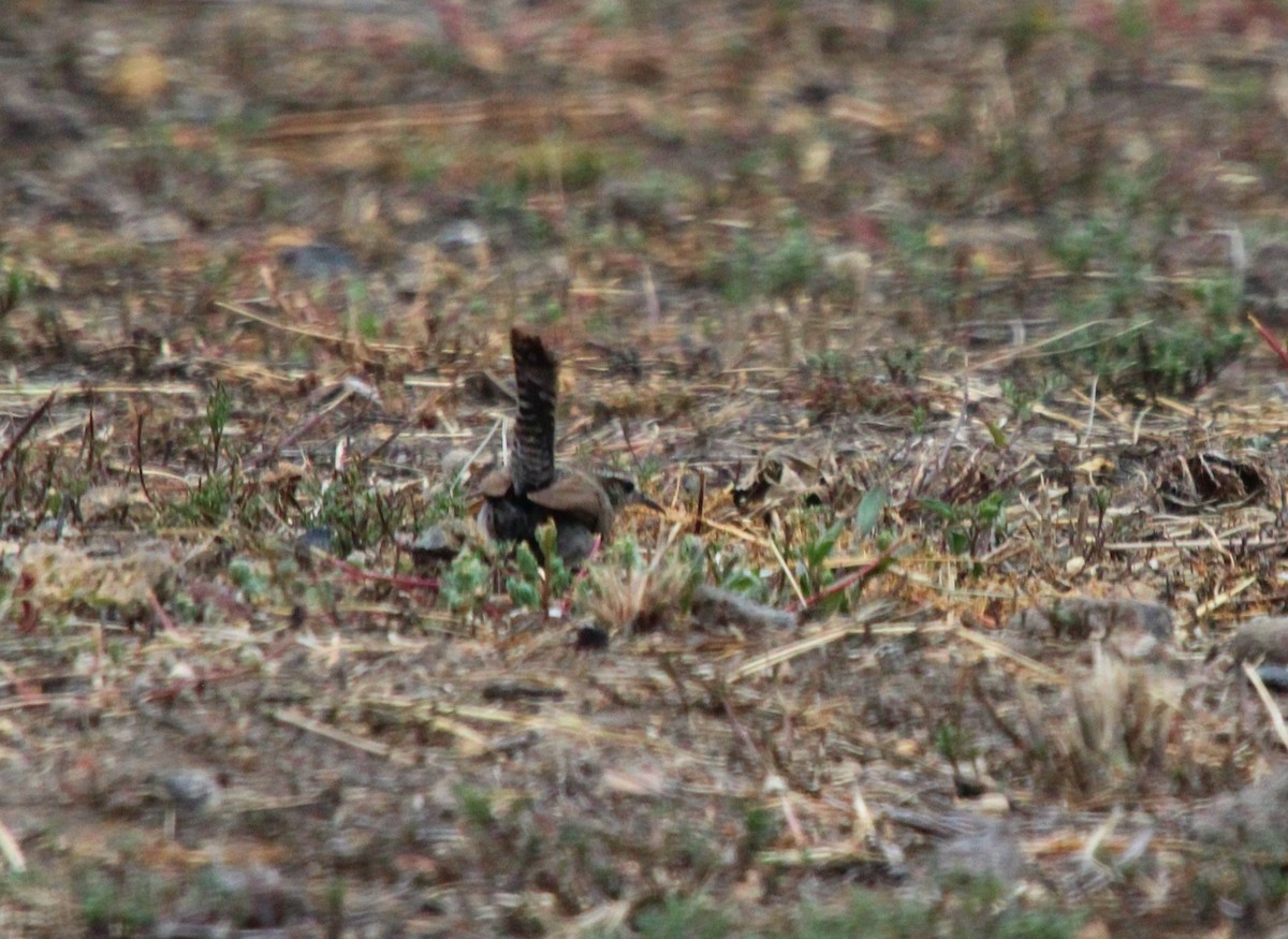 Bewick's Wren - ML600268761