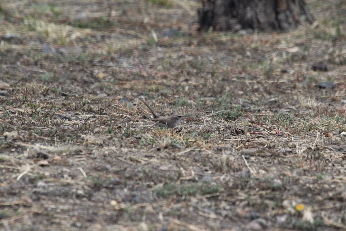 Bewick's Wren - ML600268911