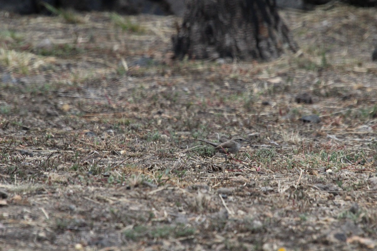 Bewick's Wren - César Lezama García