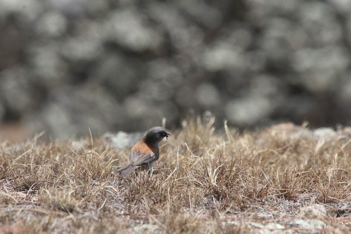 Yellow-eyed Junco - César Lezama García