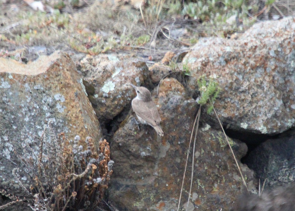 Rock Wren - César Lezama García