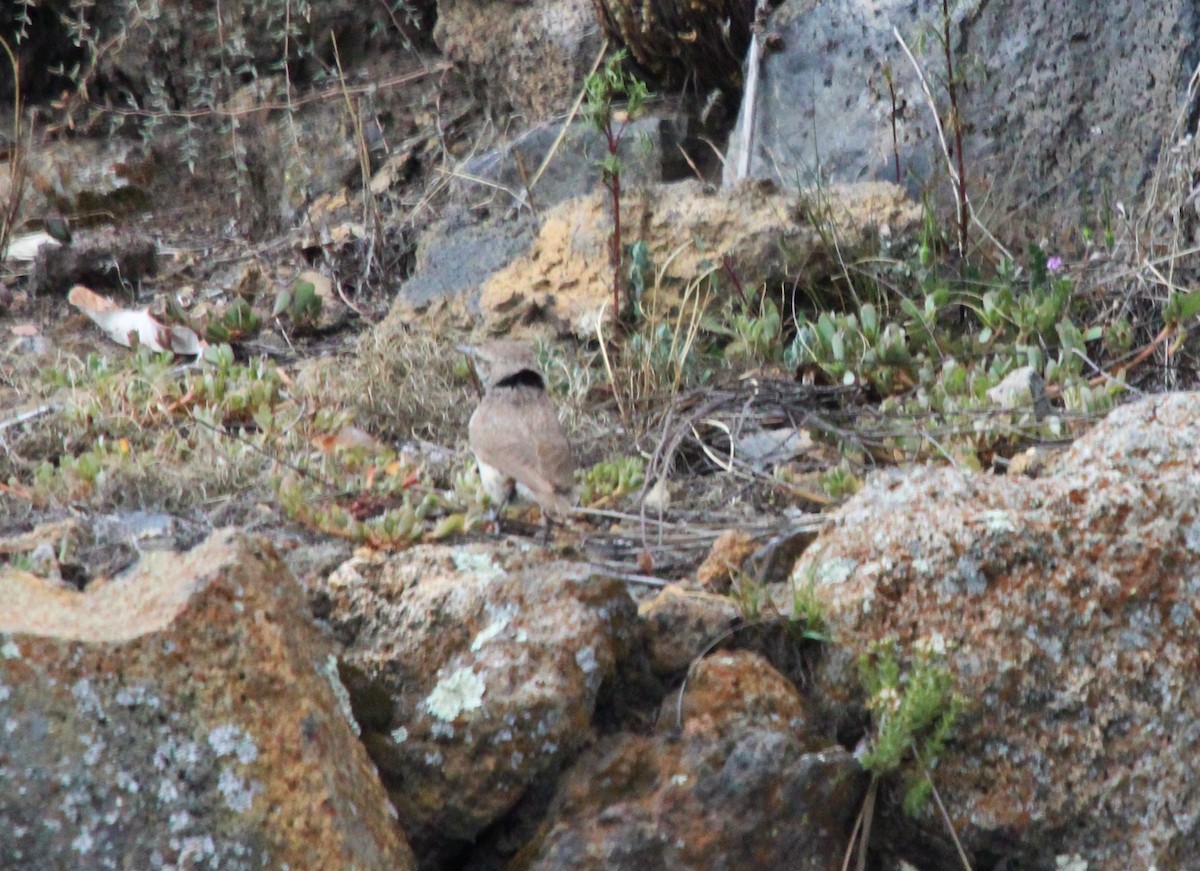 Rock Wren - ML600269451