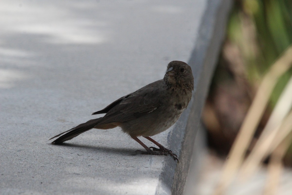 Canyon Towhee - ML600269671