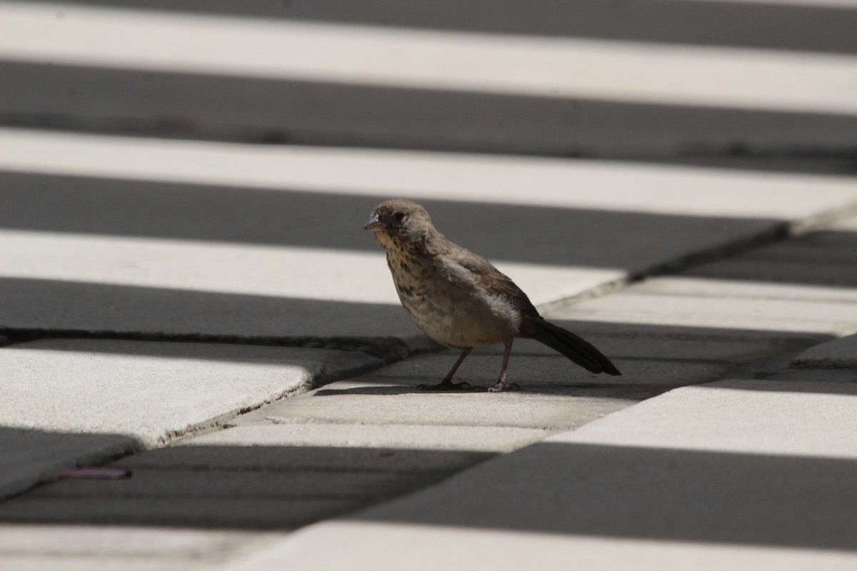 Canyon Towhee - ML600269721