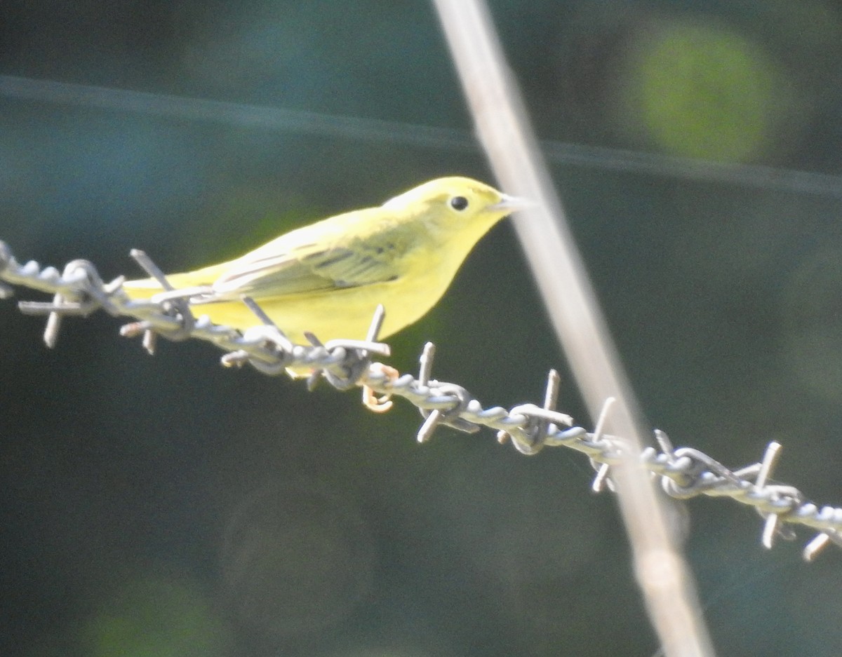 Paruline jaune - ML600270611