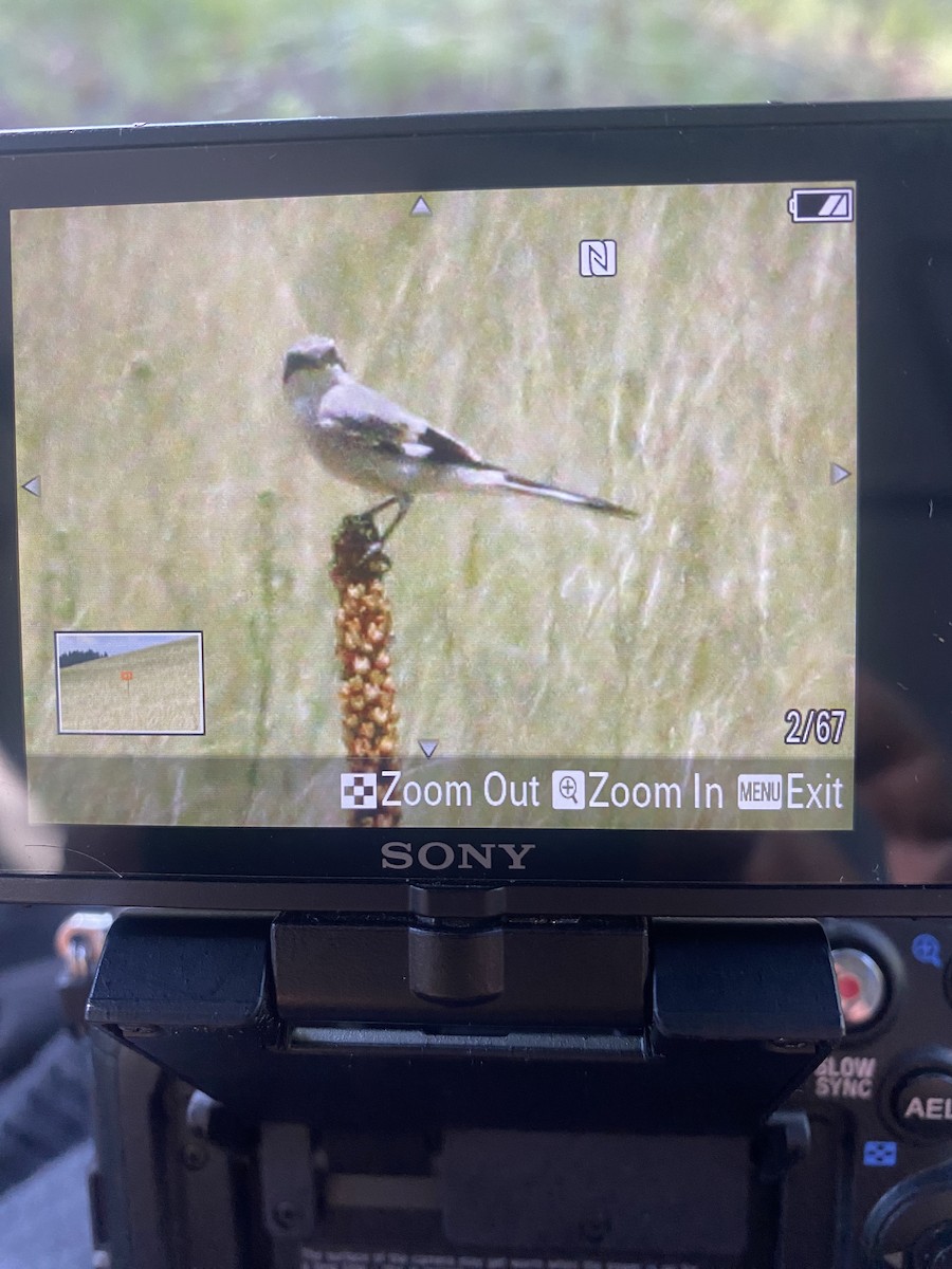 Loggerhead Shrike - ML600270631