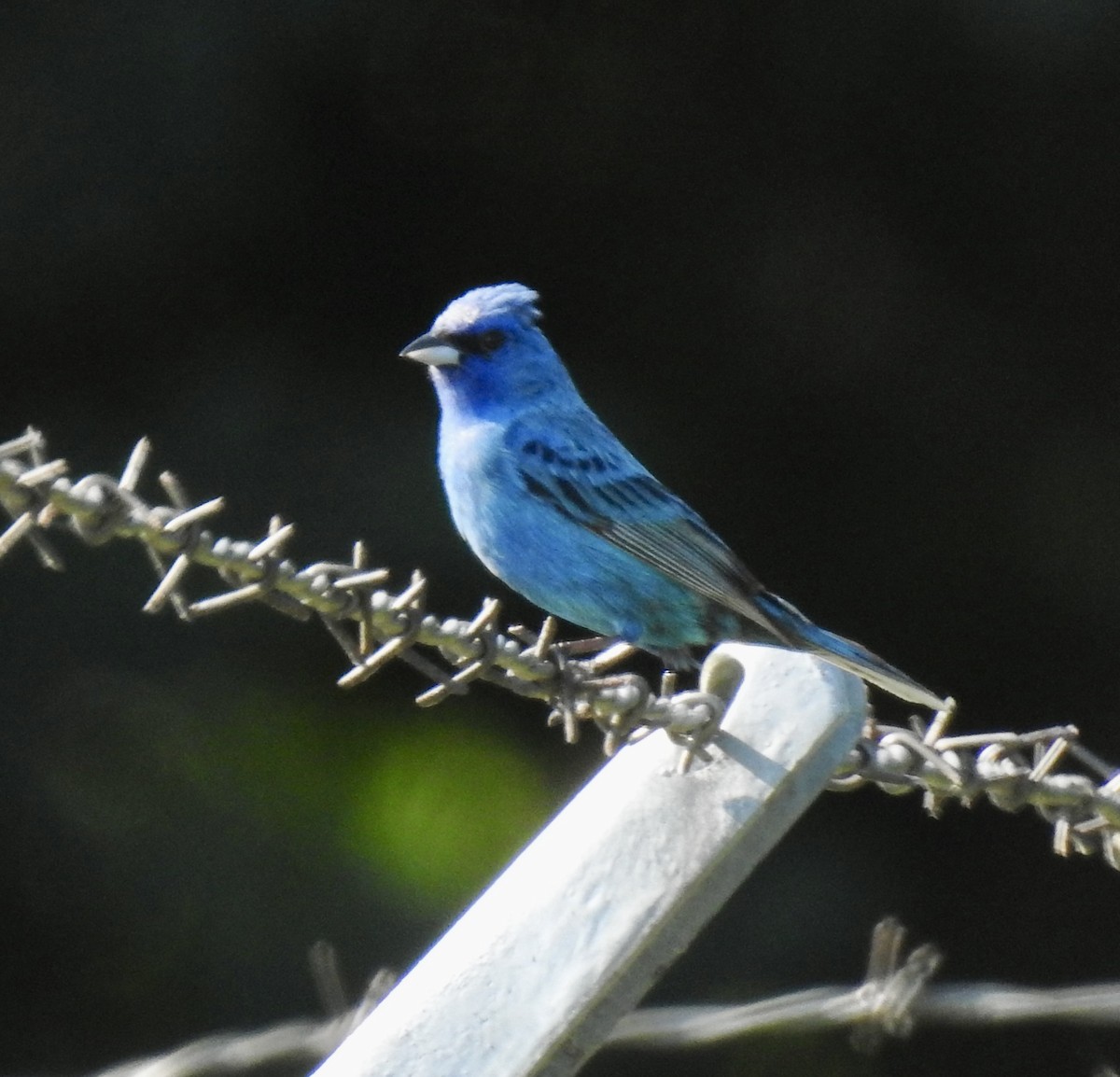 Passerin indigo - ML600270761