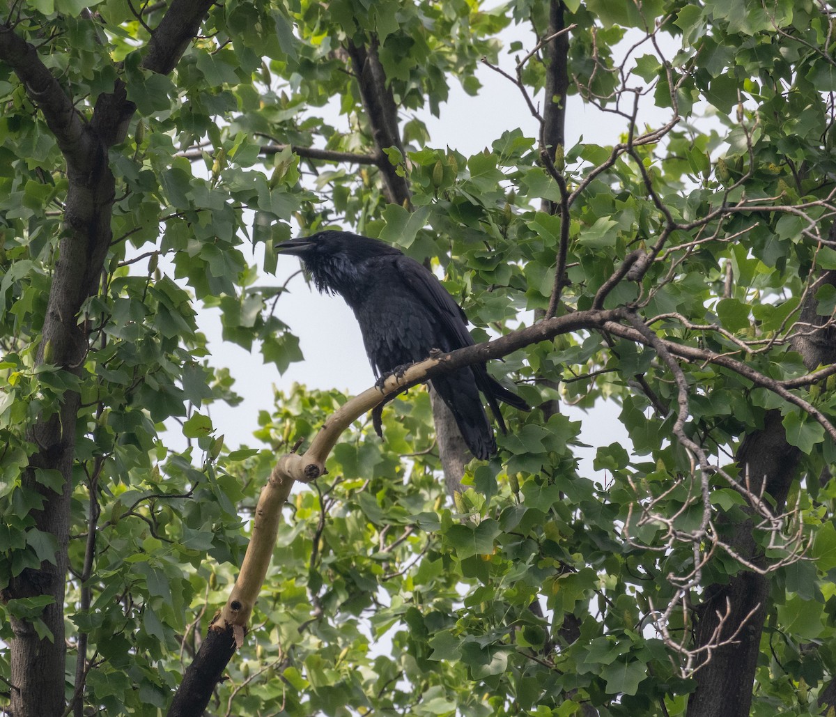 Common Raven - ML600270871