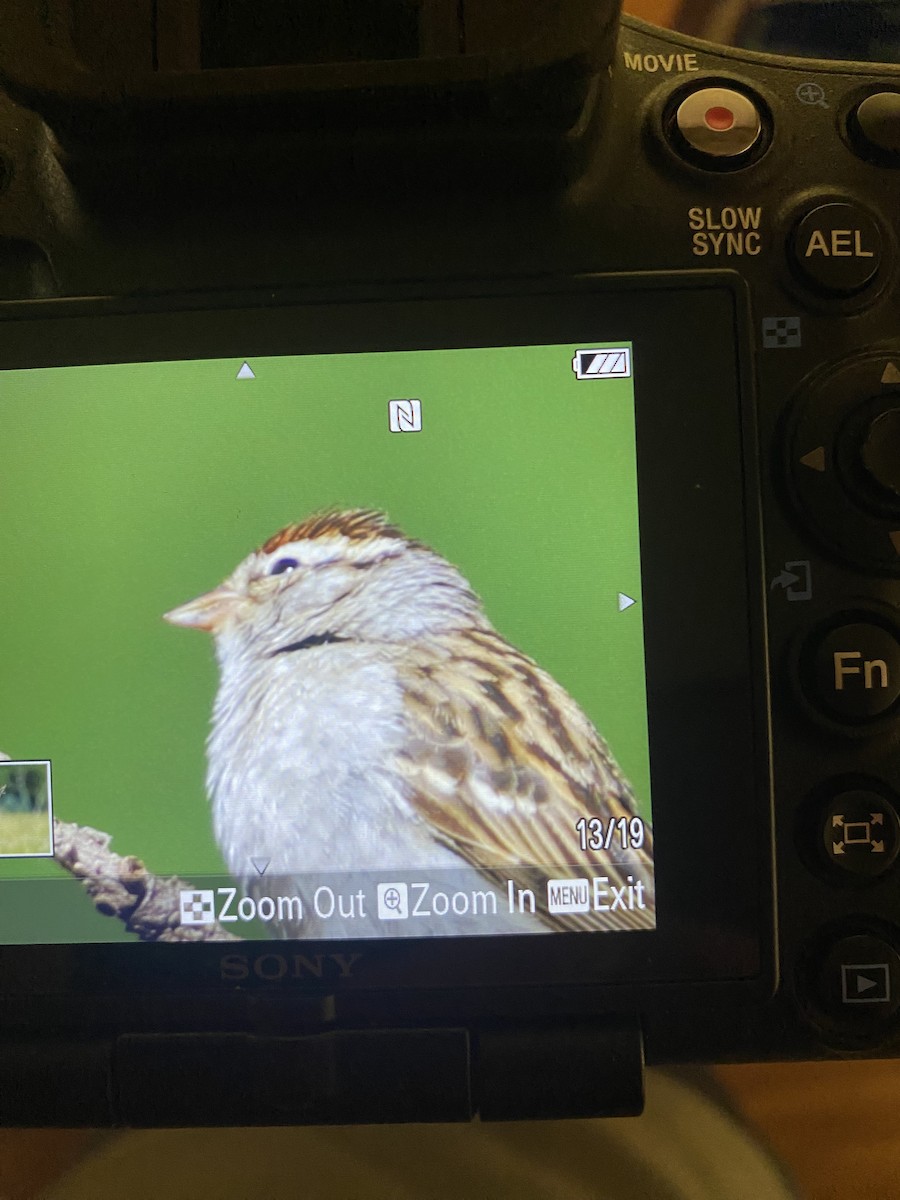 Chipping Sparrow - ML600270881