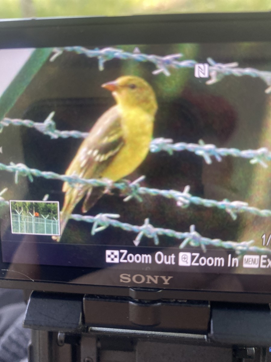 Western Tanager - Tom Rucker