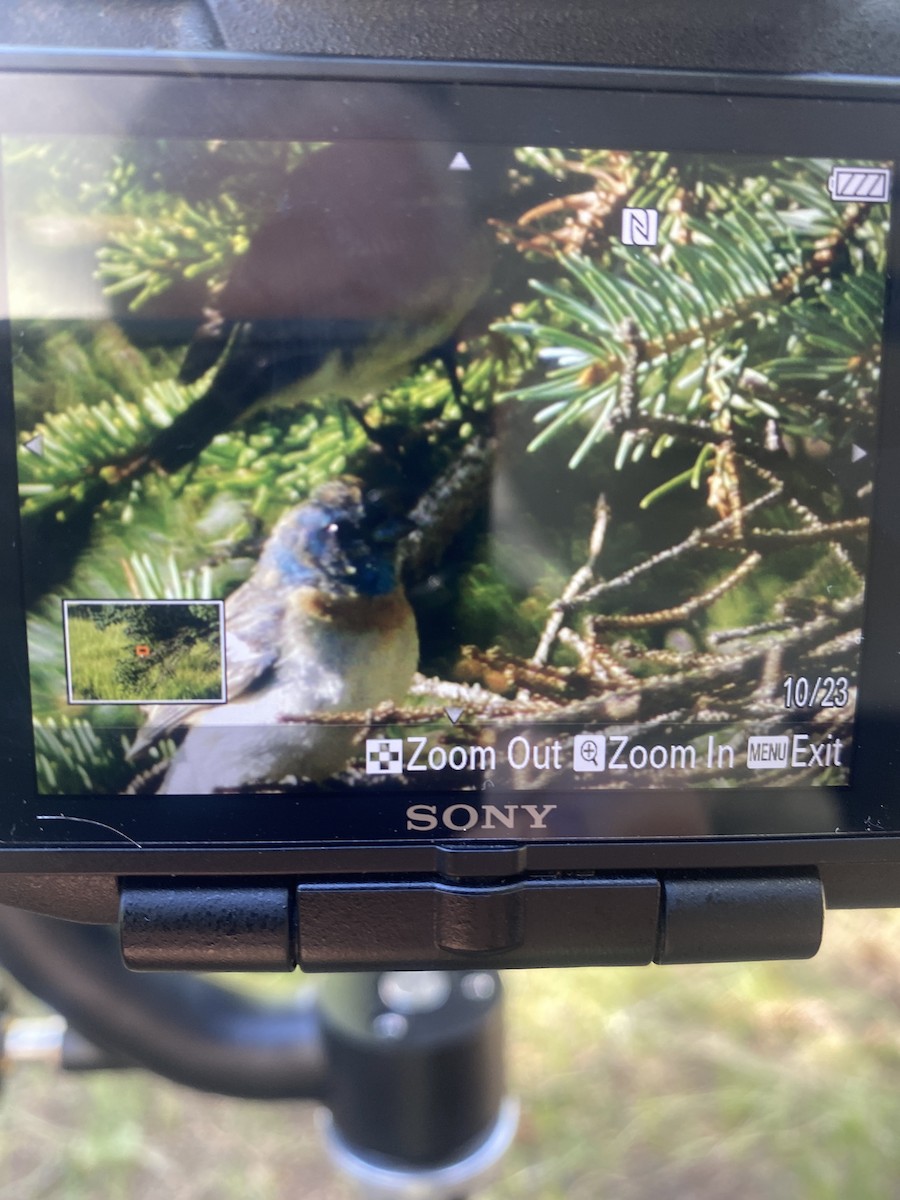 Lazuli Bunting - ML600270961