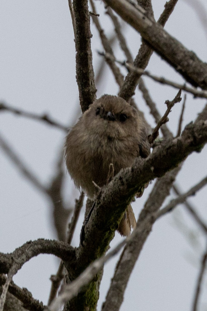 Bushtit - Christie Sweeney