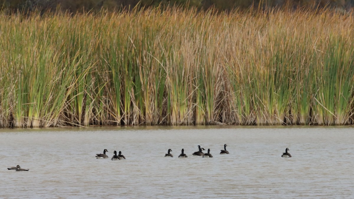 Gadwall - ML600271281