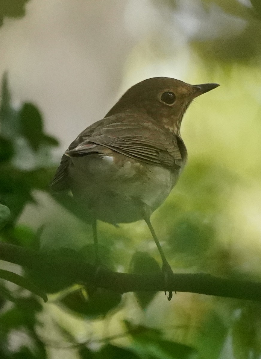 Swainson's Thrush - ML600271591