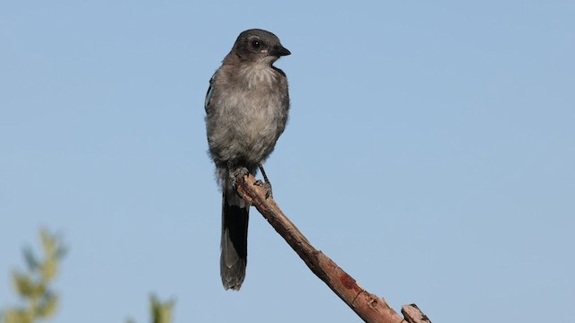 California Scrub-Jay - ML600272071