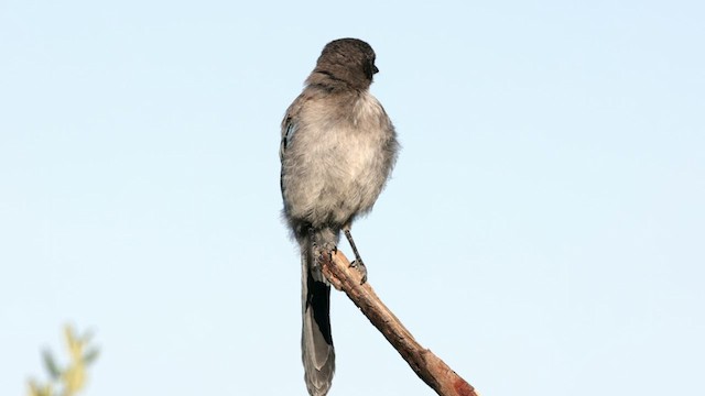 California Scrub-Jay - ML600272331