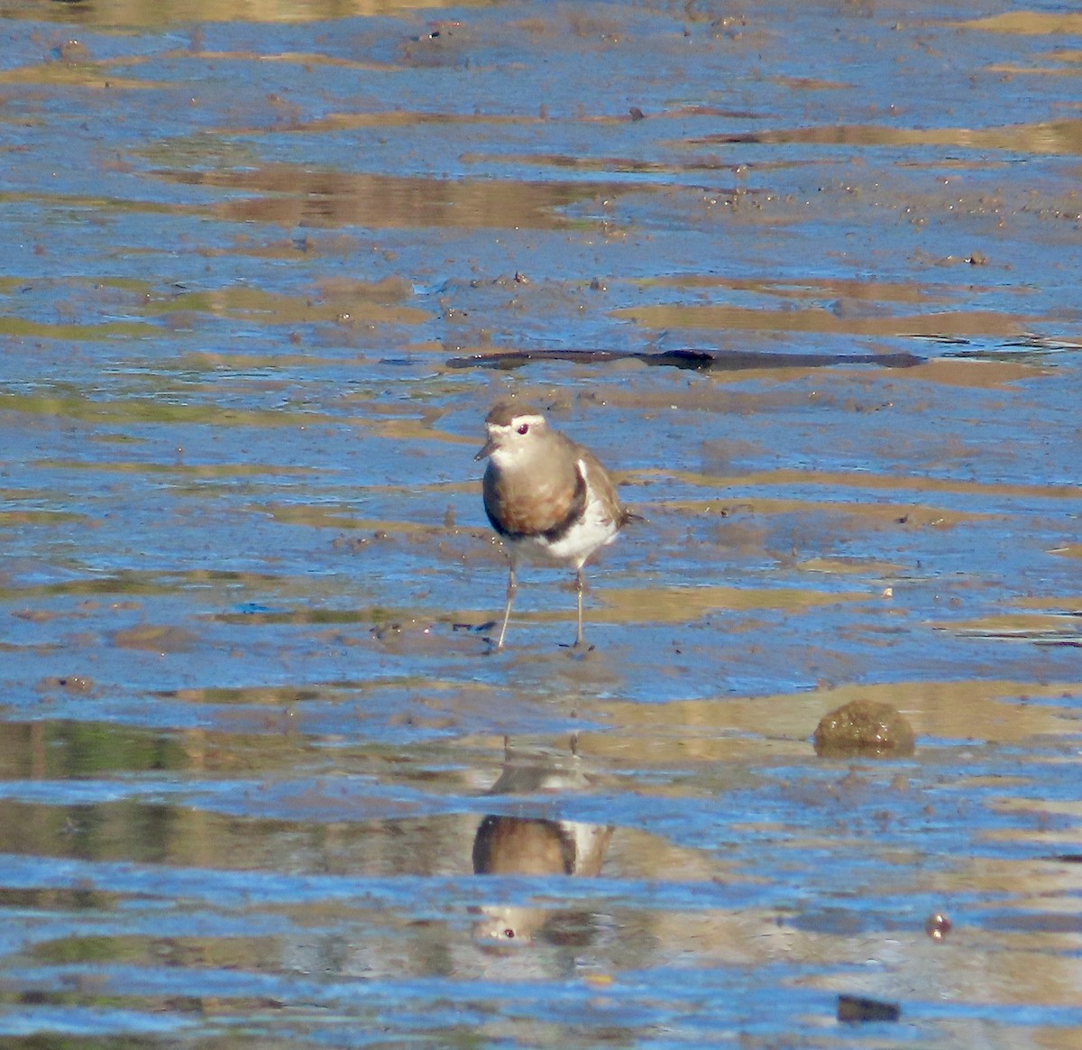 Rufous-chested Dotterel - ML600273481