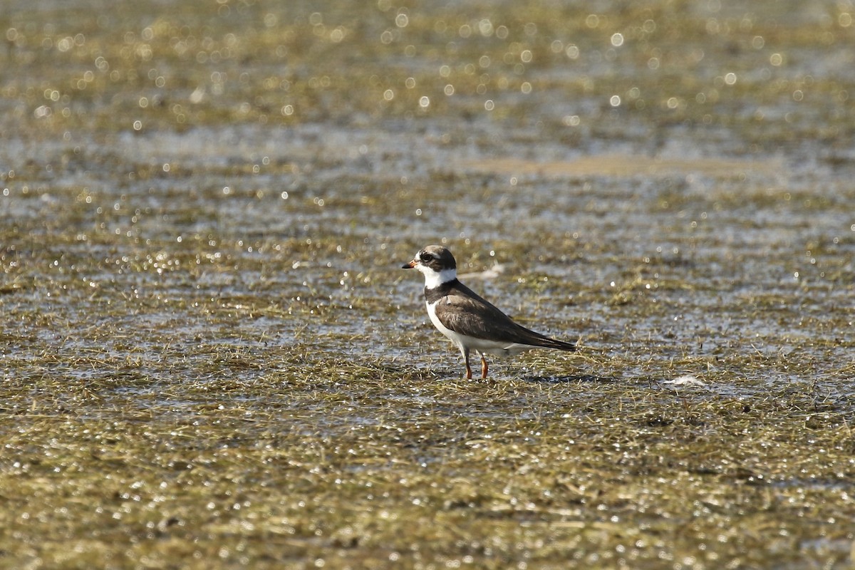Semipalmated Plover - ML600273871