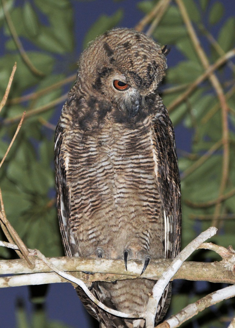 Great Horned Owl - ML600274721