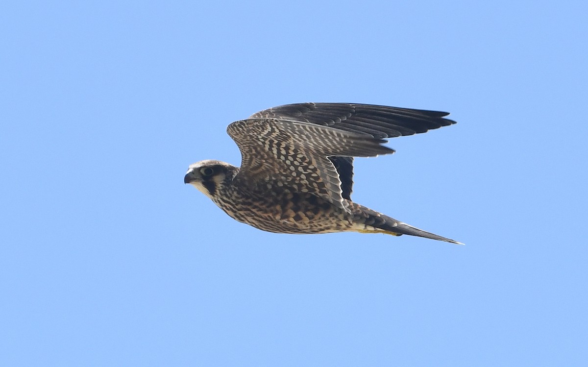 Peregrine Falcon - Nancy Hetrick