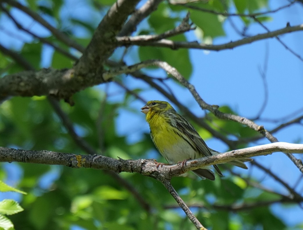 European Serin - ML600276551