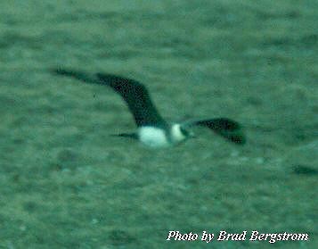 Parasitic Jaeger - Brad Bergstrom