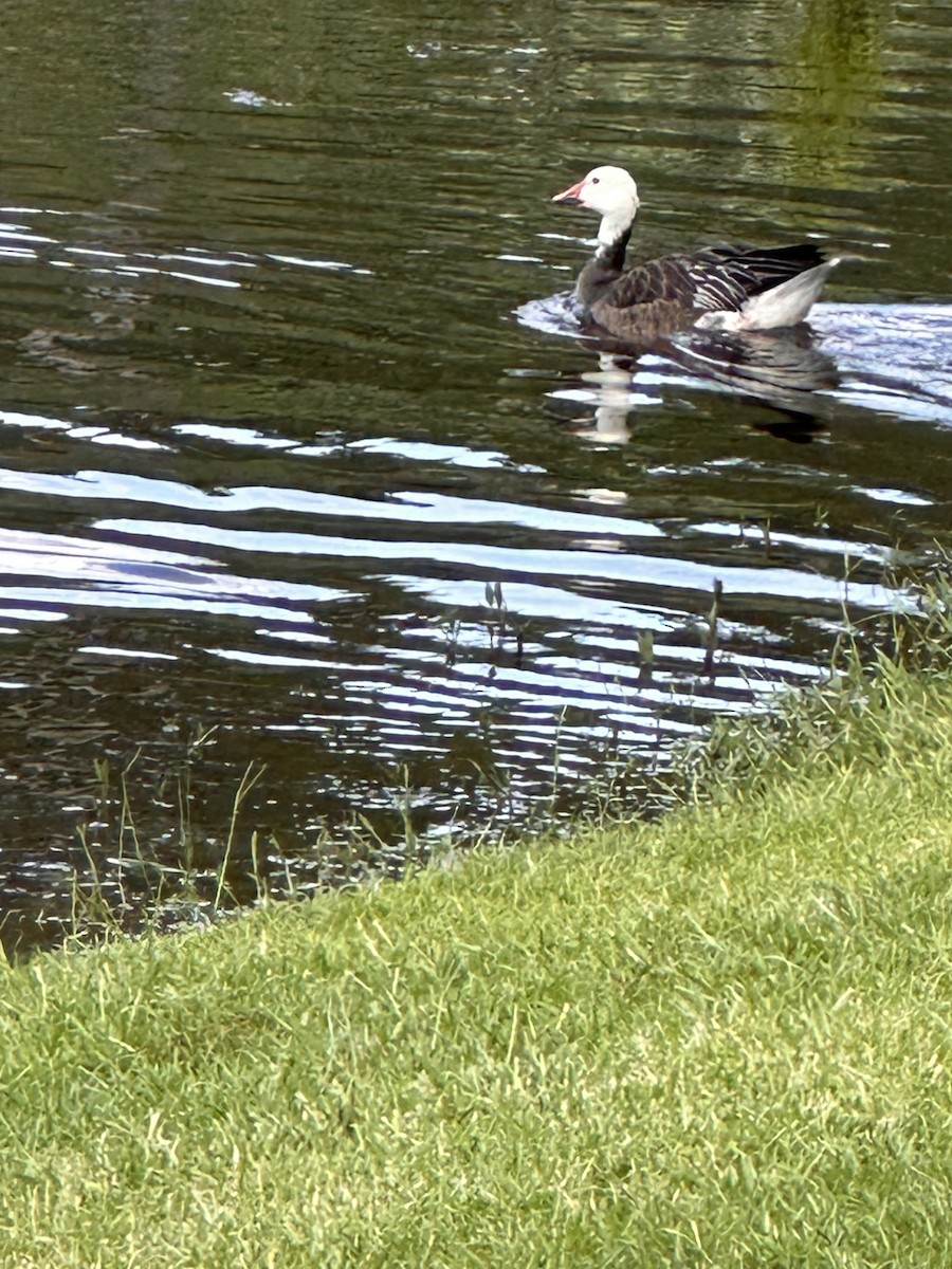 Snow Goose - Joel Johnson