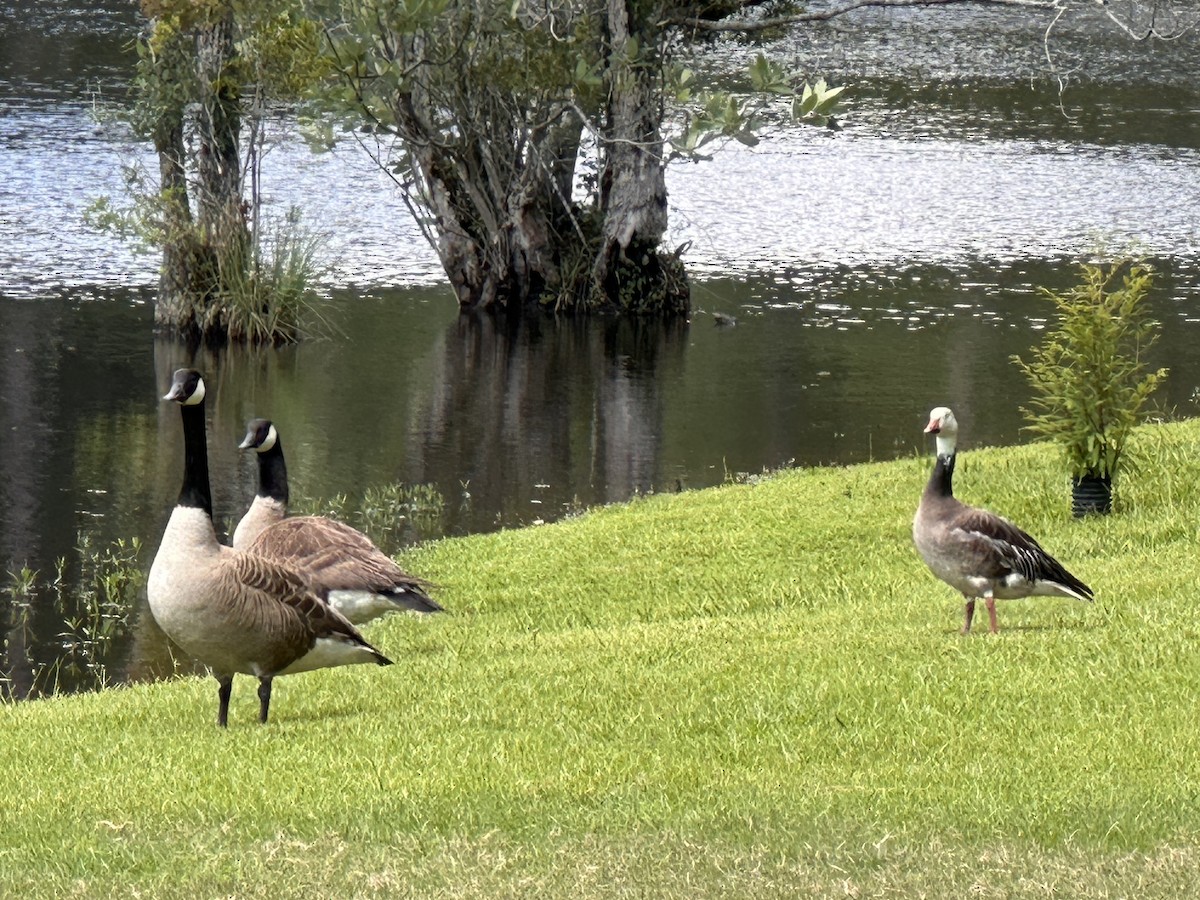 Snow Goose - ML600277201