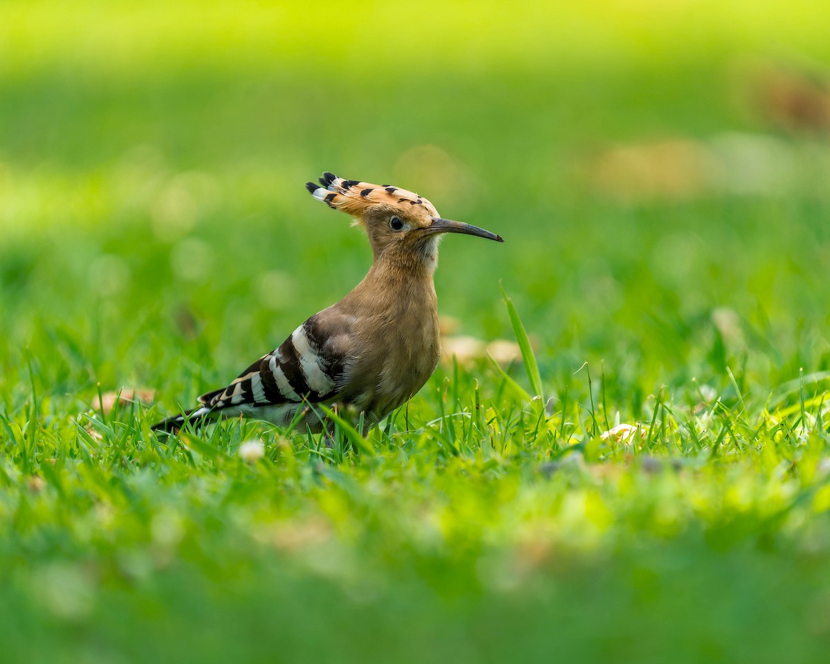 Eurasian Hoopoe - ML600277231