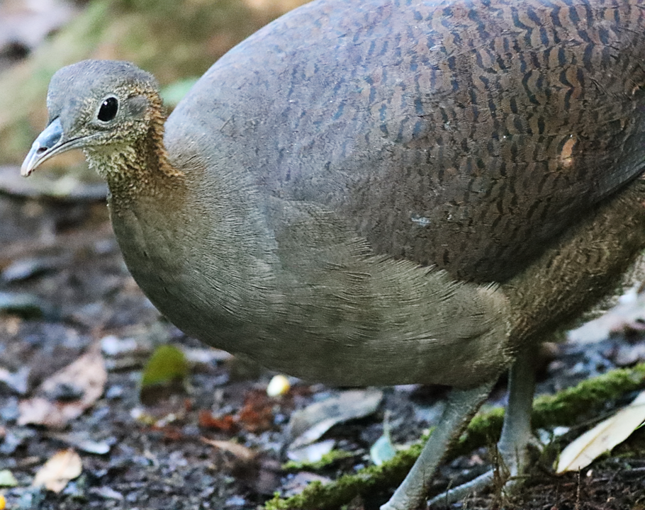 Solitary Tinamou - ML600277291