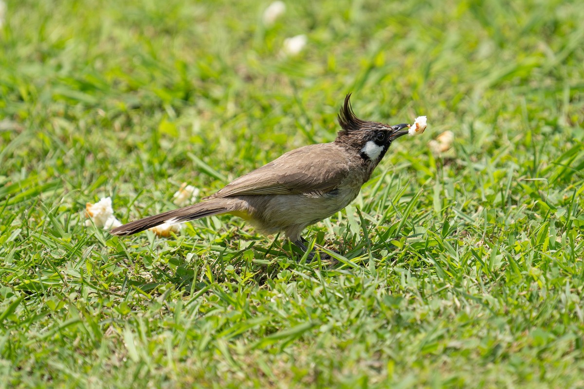 Himalayan Bulbul - ML600277301