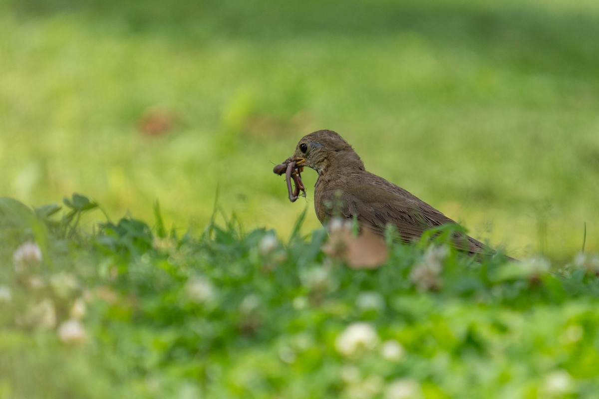 Tickell's Thrush - ML600277351