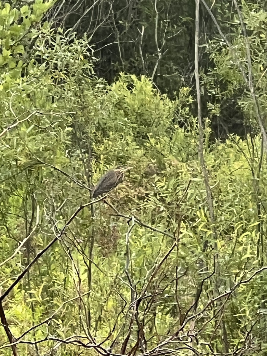 Green Heron - Tom Doubleday