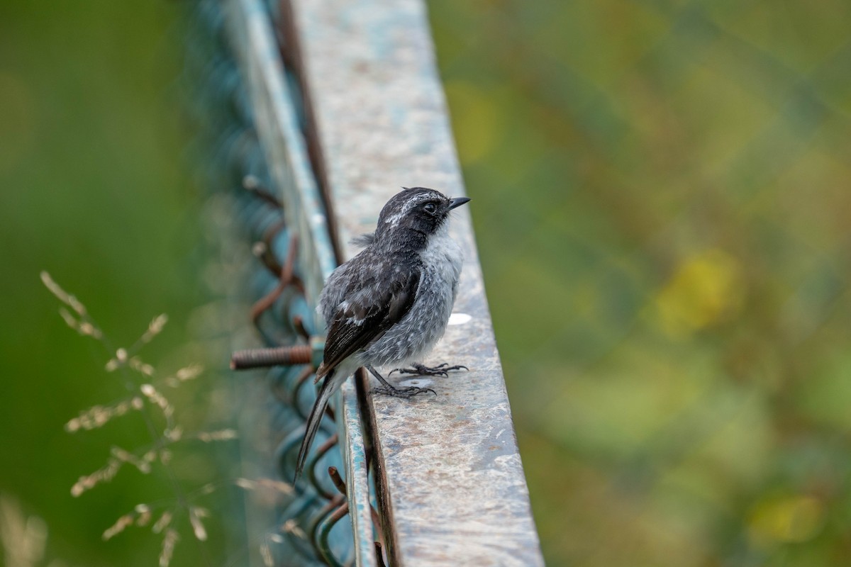 Gray Bushchat - ML600279311