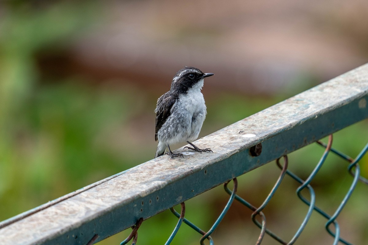 Gray Bushchat - ML600279331