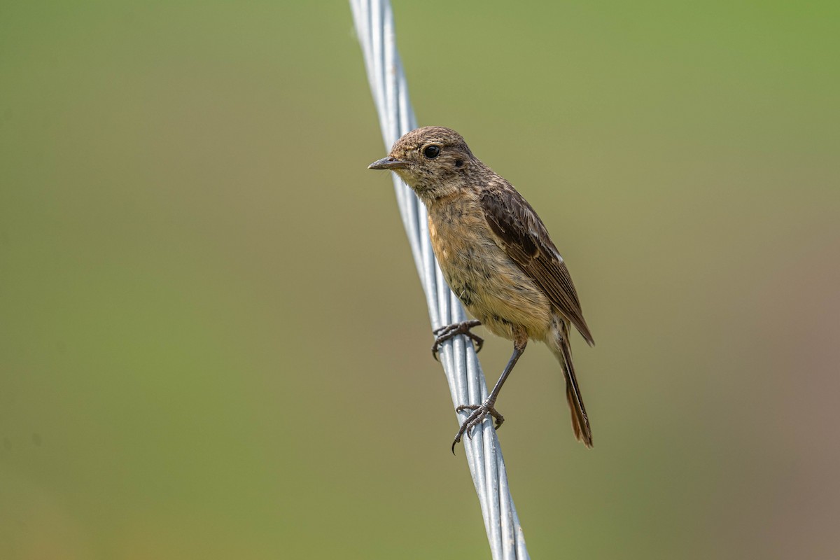 Siberian Stonechat - Jawad Ali