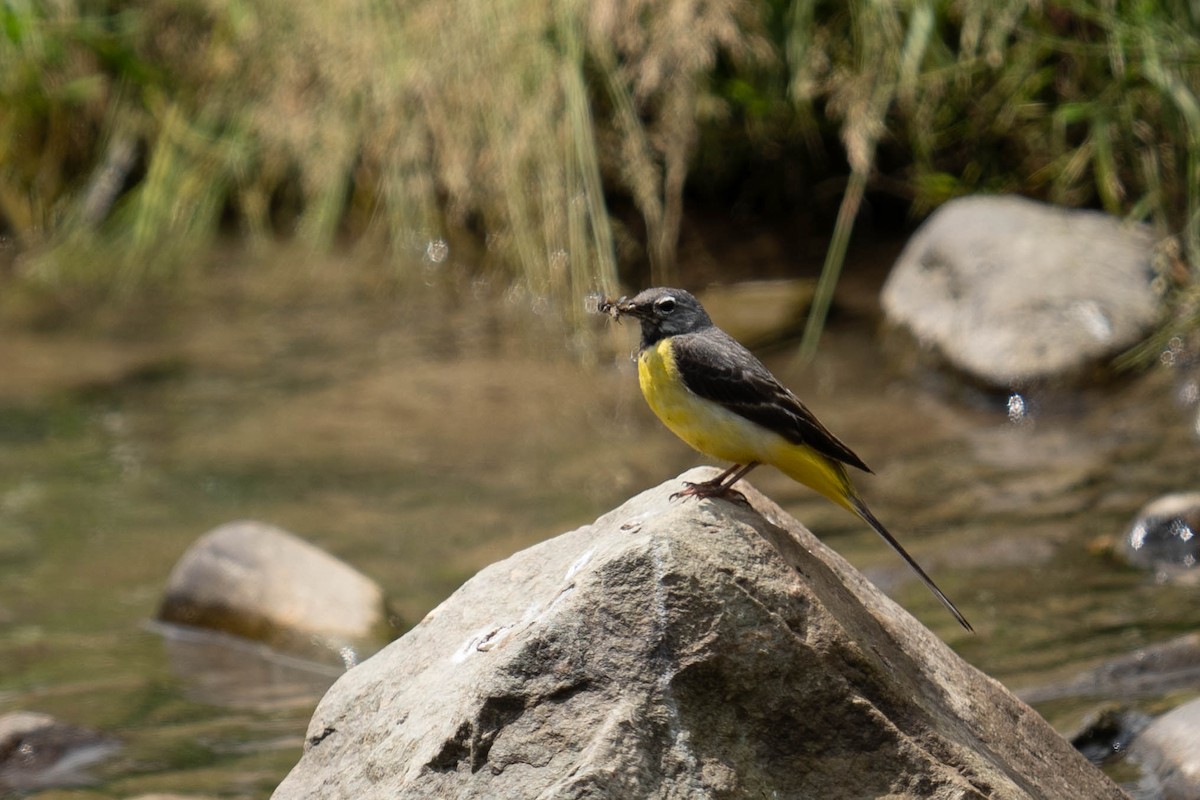 Gray Wagtail - ML600279431