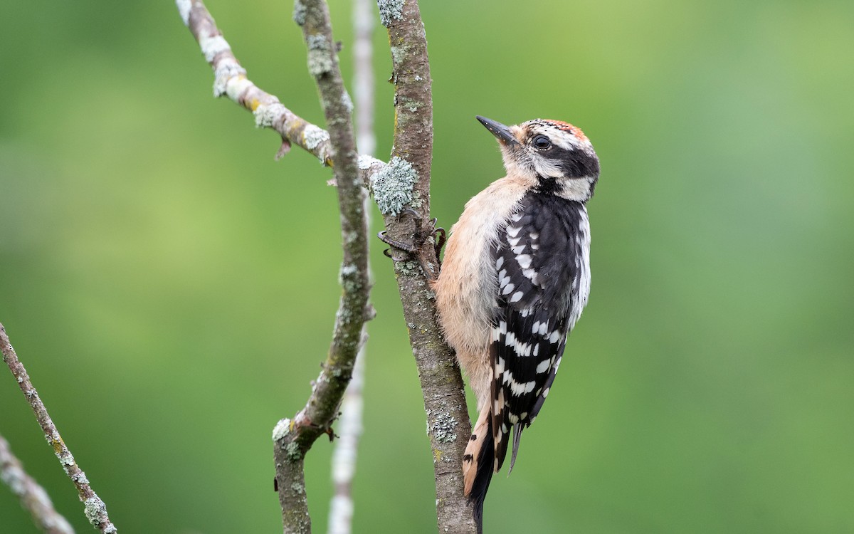 Downy Woodpecker (Eastern) - ML600279451
