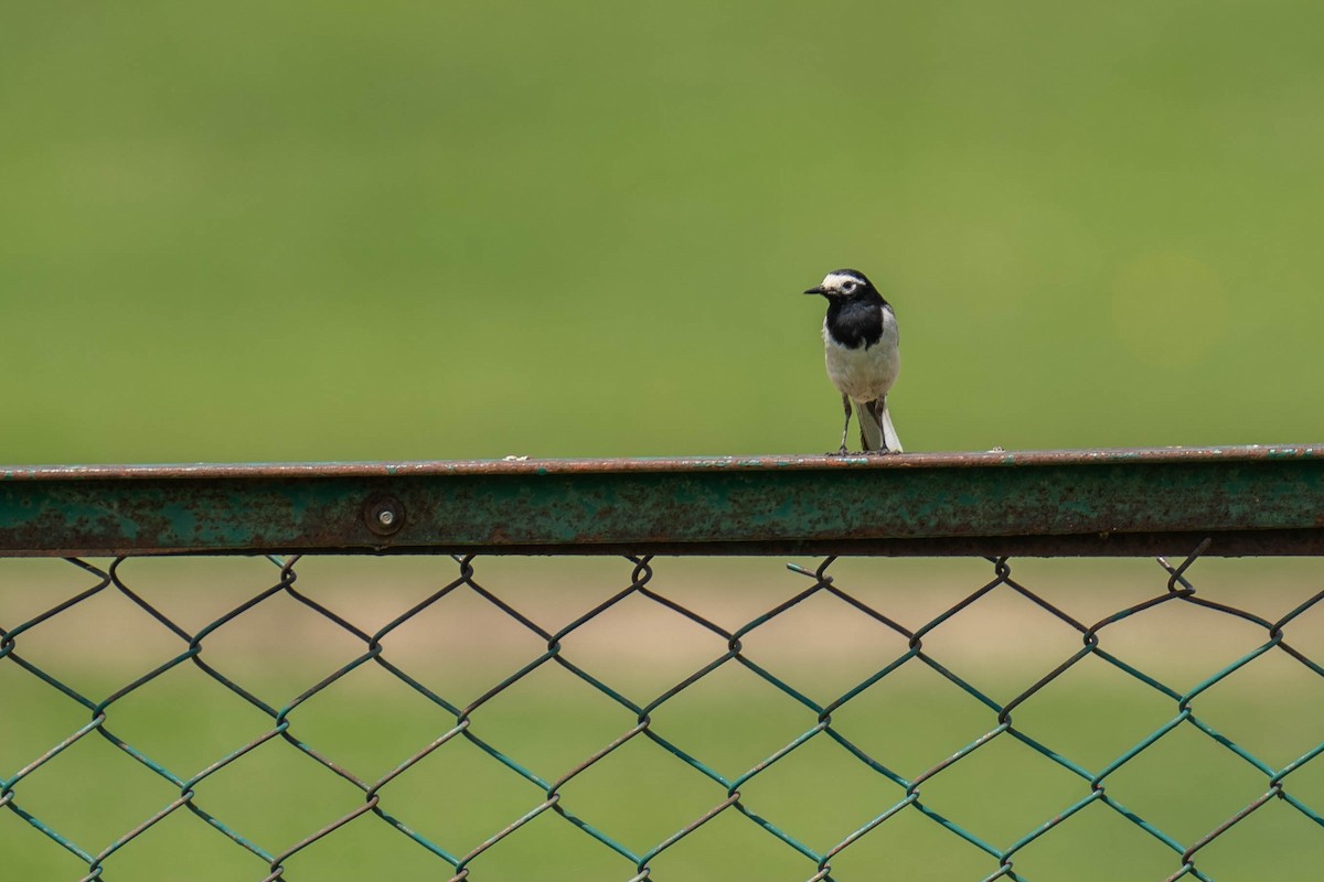 White Wagtail - ML600279521